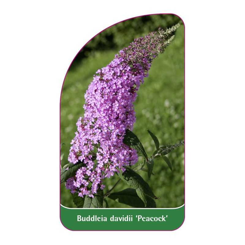 buddleia-davidii-peacock-1