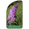 buddleia-davidii-peacock-1