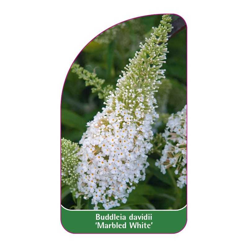 buddleia-davidii-marbled-white-1