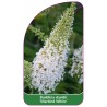 buddleia-davidii-marbled-white-1