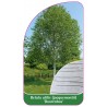 betula-utilis-jacquemontii-doorenbos-1