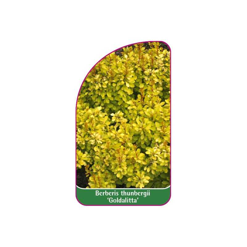 berberis-thunbergii-goldalitta-mini1