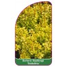 berberis-thunbergii-goldalitta-mini1