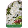 crataegus-monogyna1