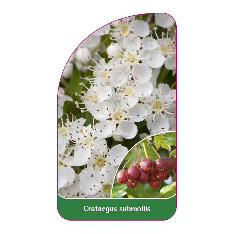 crataegus-submollis-1