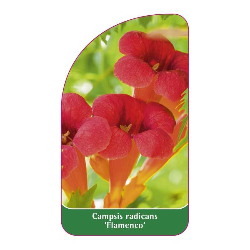 campsis-radicans-flamenco-b1