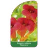 campsis-radicans-flamenco-b1