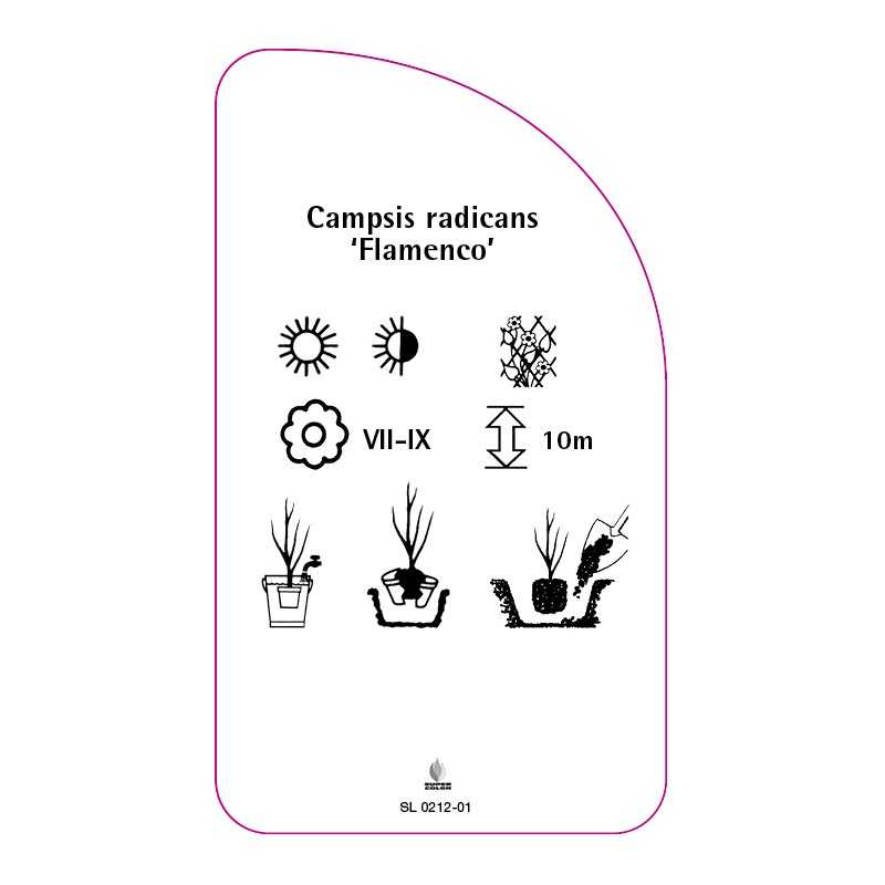 campsis-radicans-flamenco-b0