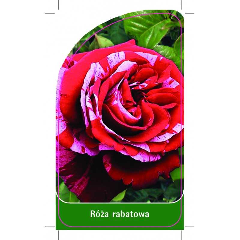 roza-rabatowa-r31