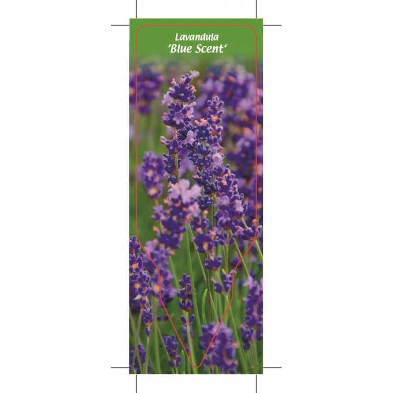 lavandula-blue-scent-1