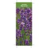 lavandula-blue-scent-1