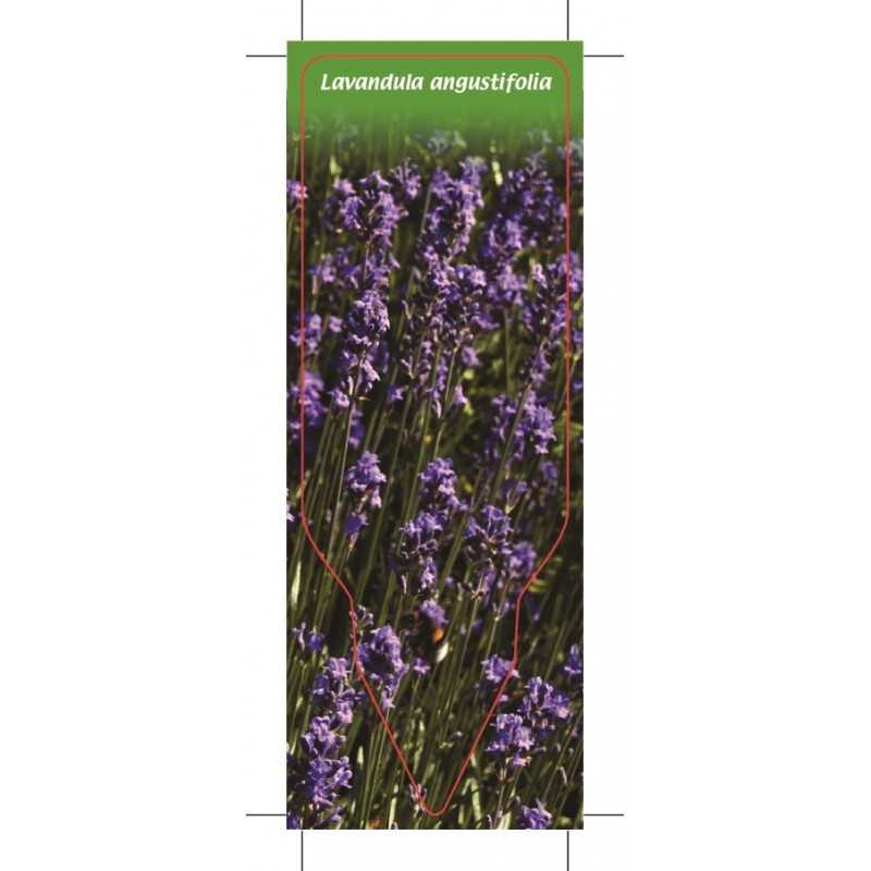 lavandula-angustifolia1