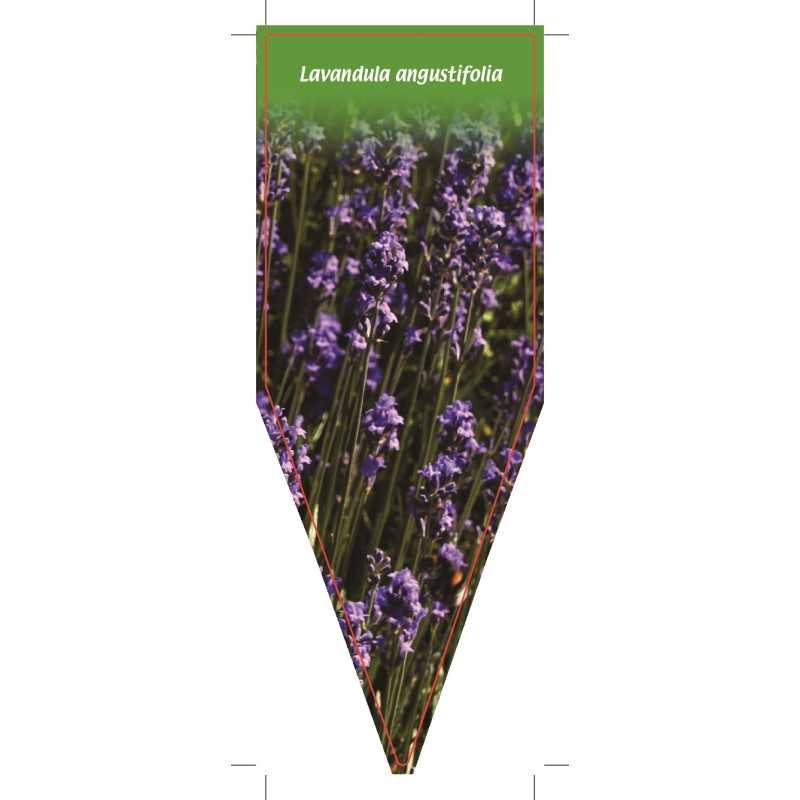 lavandula-angustifolia-c1