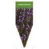 lavandula-angustifolia-c1