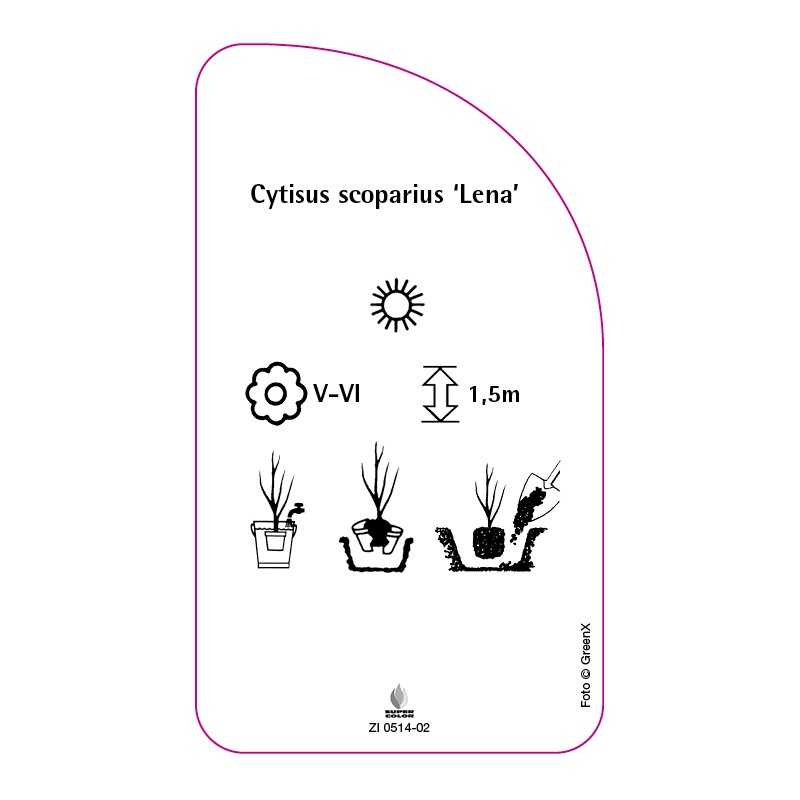 cytisus-scoparius-lena-0