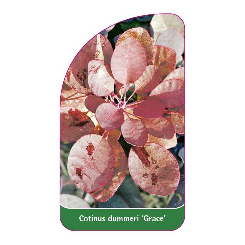 cotinus-dummeri-grace-b1