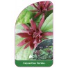 calycanthus-floridus1