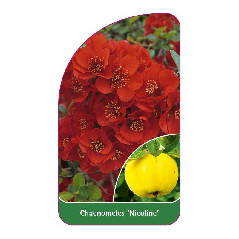 chaenomeles-nicoline-b1