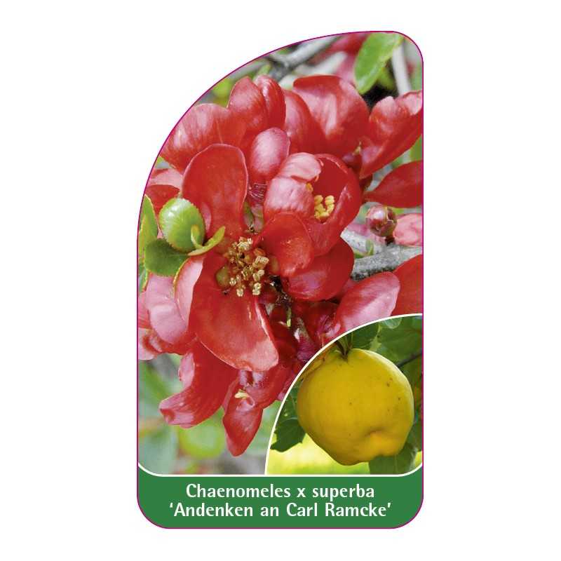 chaenomeles-x-superba-andenken-an-karl-ramcke-1