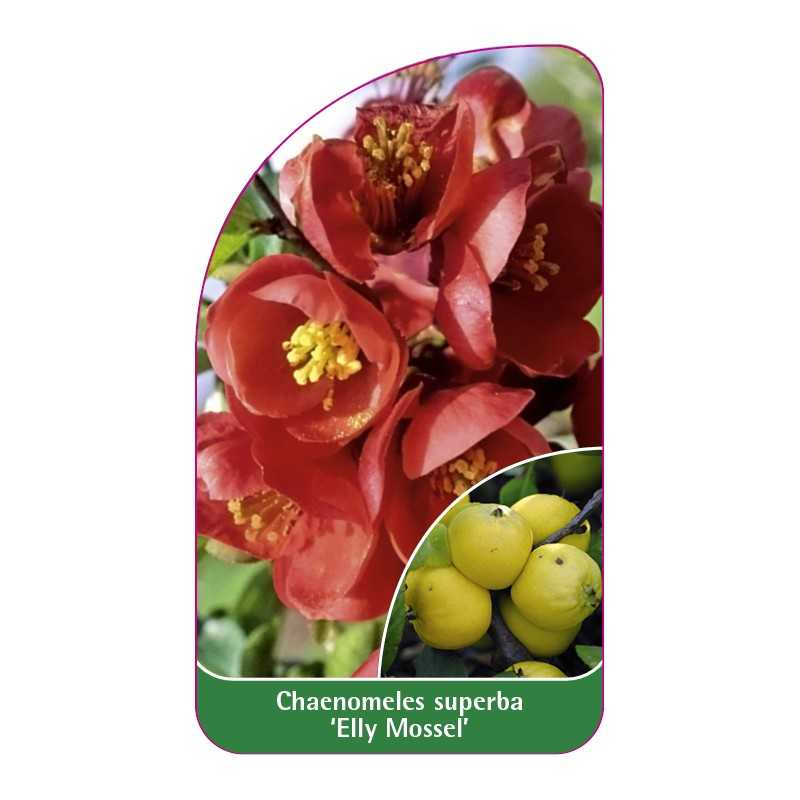 chaenomeles-superba-elly-mossel-1