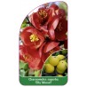 chaenomeles-superba-elly-mossel-1