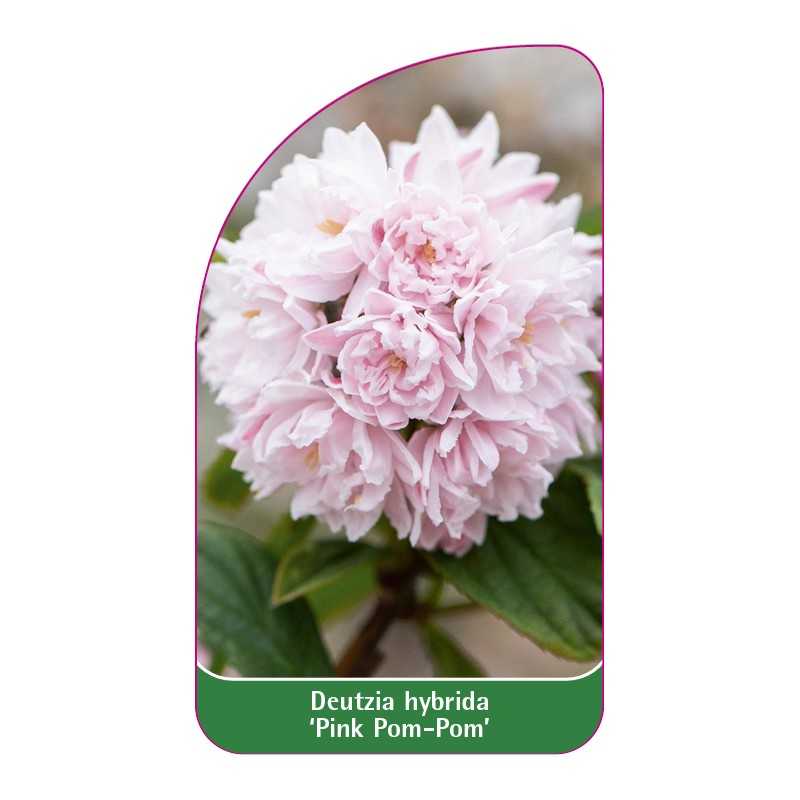 deutzia-hybrida-pink-pom-pom-1