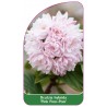 deutzia-hybrida-pink-pom-pom-1