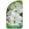 exochorda-macrantha-the-bride-1