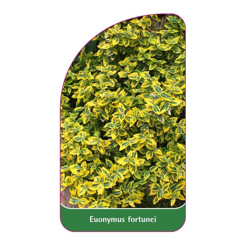 euonymus-fortunei1