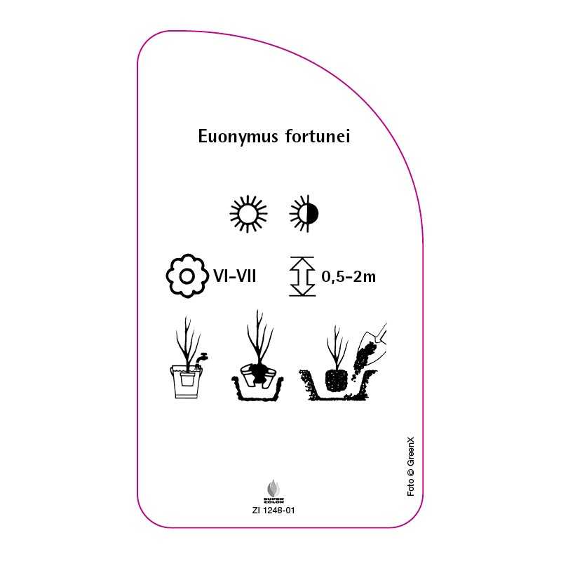 euonymus-fortunei0