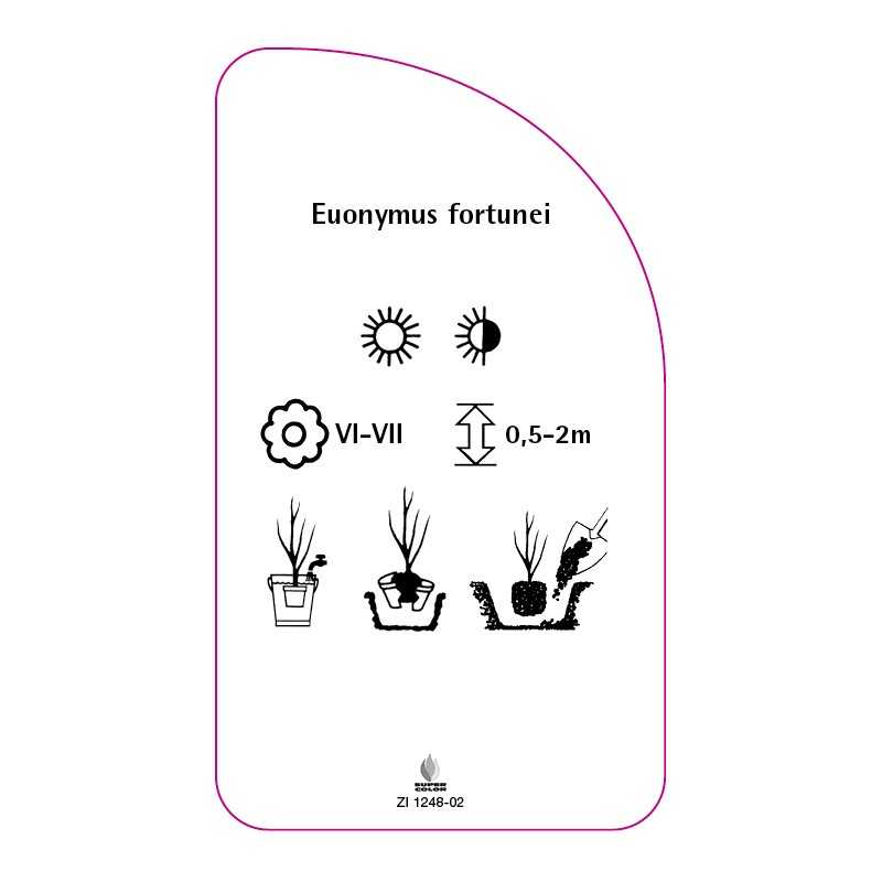 euonymus-fortunei-b0