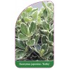 euonymus-japonicus-kathy-1