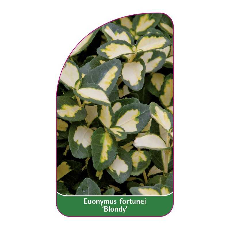 euonymus-fortunei-blondy-1