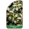 euonymus-fortunei-blondy-1