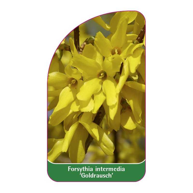 forsytha-goldrausch-1