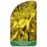 forsytha-goldrausch-1