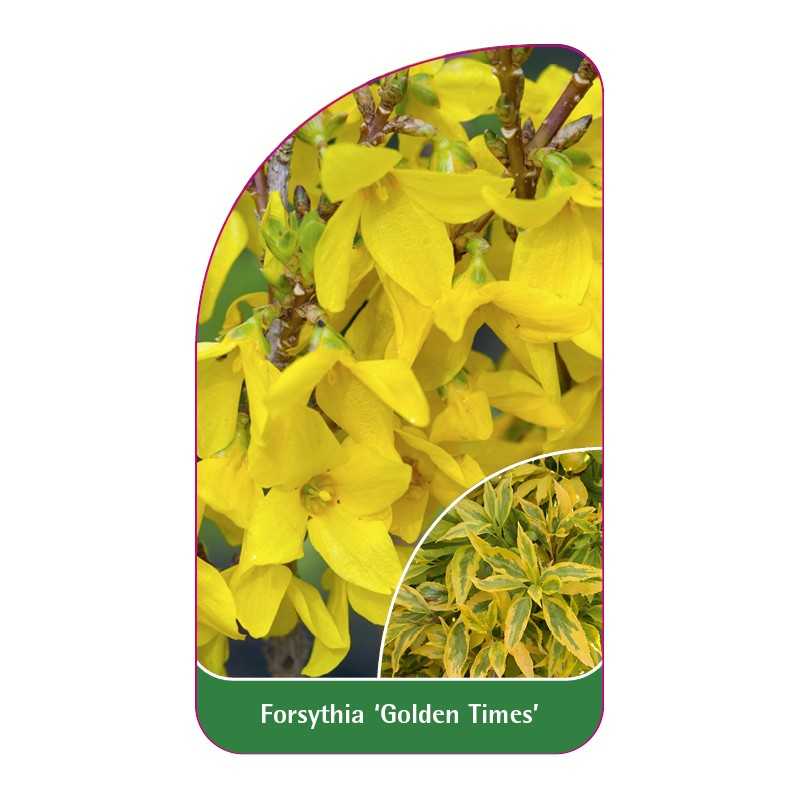 forsythia-golden-times-1