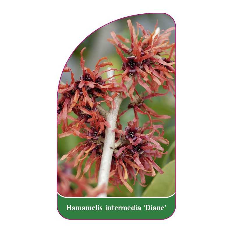 hamamelis-intermedia-diane-1