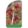 hamamelis-intermedia-diane-1