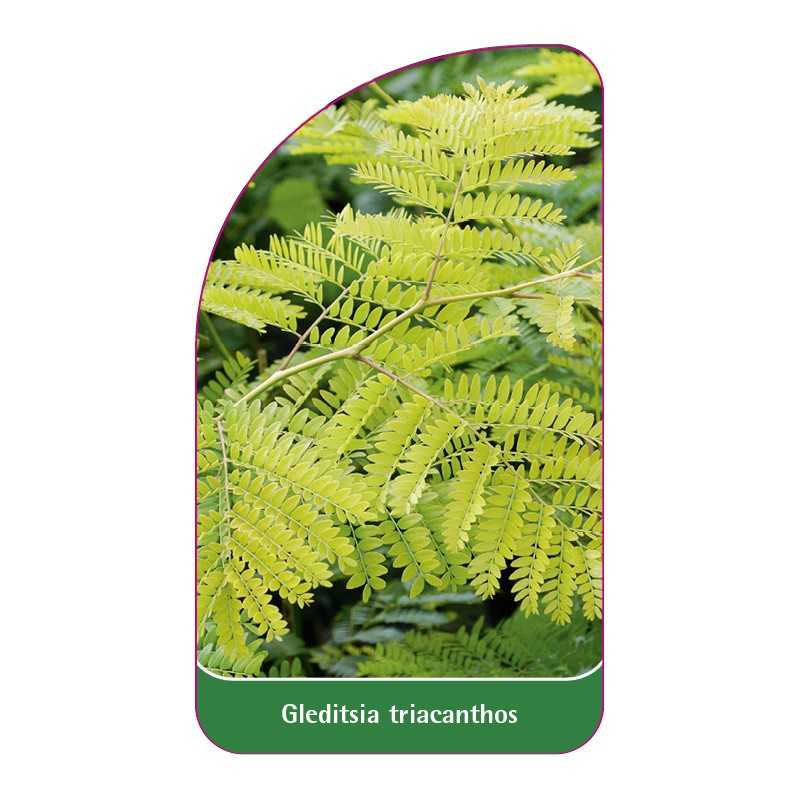 gleditsia-triacanthos1