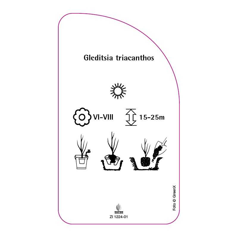 gleditsia-triacanthos0