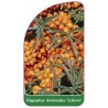 hippophae-rhamnoides-leikora1