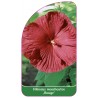 hibiscus-moscheutos-rouge-1