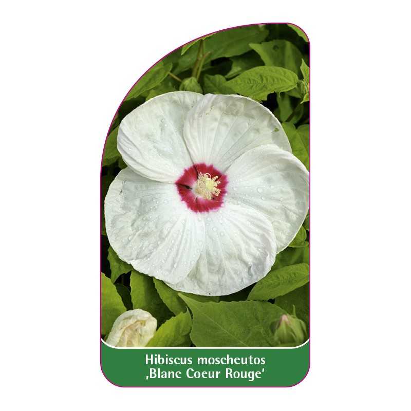 hibiscus-moscheutos-blanc-coeur-rouge-1