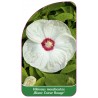 hibiscus-moscheutos-blanc-coeur-rouge-1