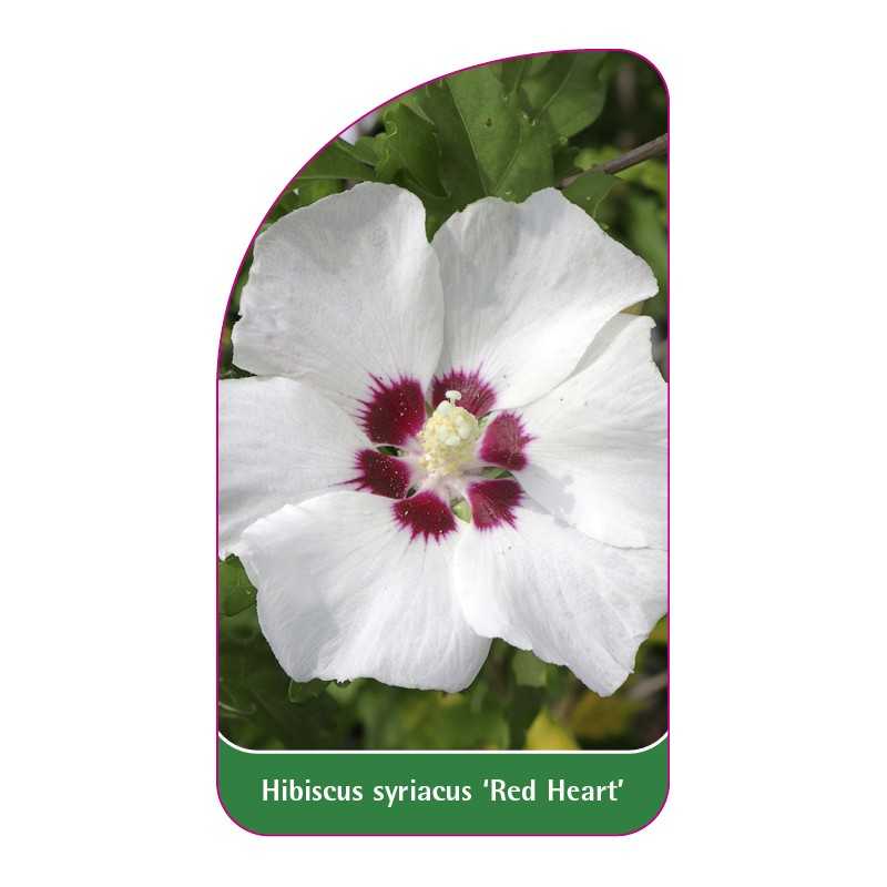 hibiscus-syriacus-red-heart-1