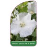 hibiscus-syriacus-w-r-smith-1