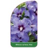 hibiscus-syriacus-blau1