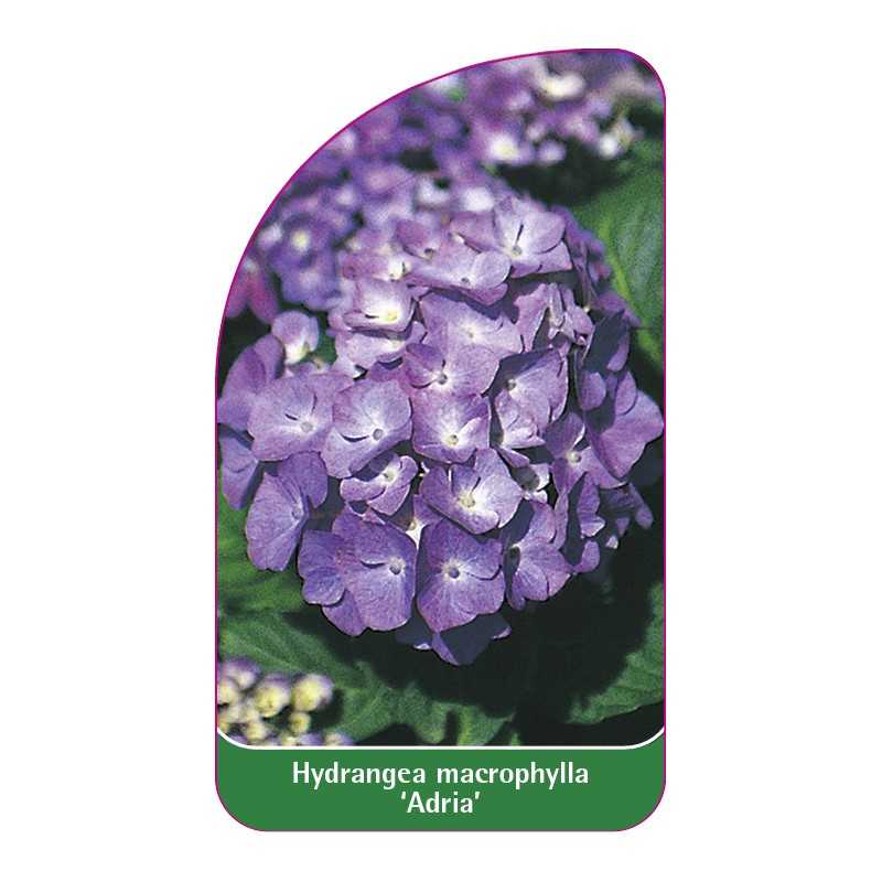 hydrangea-macrophylla-adria-a1