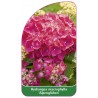 hydrangea-macrophylla-alpengluhen-1